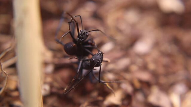 two big black ants fighting by biting each other's legs