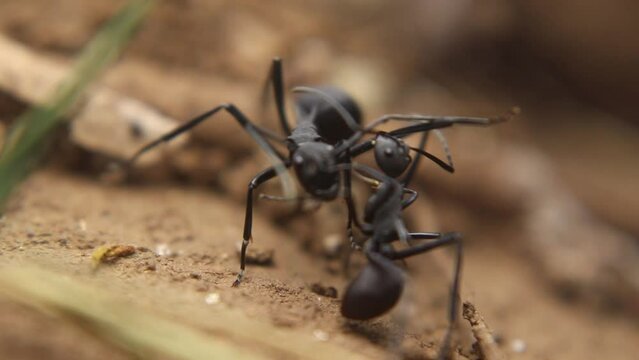two big black ants fighting by biting each other's legs