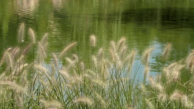 Beautiful Swaying Reed Flower Landscape on the Wind Near the Green Lake Water.