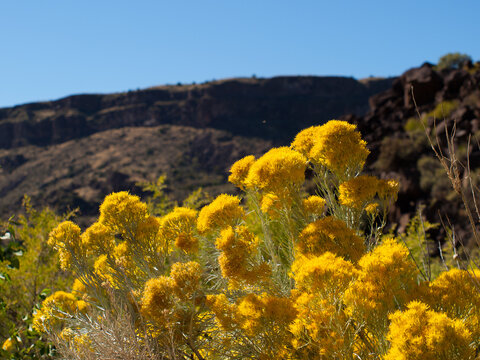 Rubber rabbitbrush (Ericameria nauseosa) in the Rio Grande Gorge Canyon, New Mexico. 