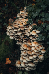 amas de champignons sur tronc d'arbre