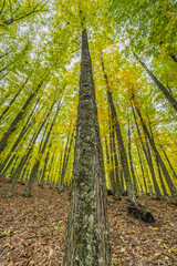 Wide angle autunm scene at Castanar de el Tiemblo. Chestnut forest in Avila province, Spain