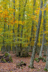 Autunm scene at Castanar de el Tiemblo. Chestnut forest in Avila province, Spain