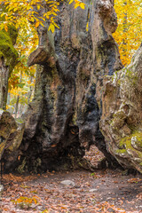 Autunm scene at Castanar de el Tiemblo. Chestnut forest in Avila province, Spain