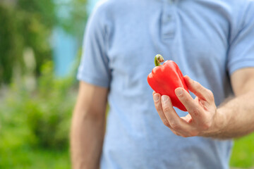 A man's hand holds a bell pepper. Selective focus on hands with blurred background