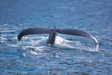 Whale Tail in Newfoundland
