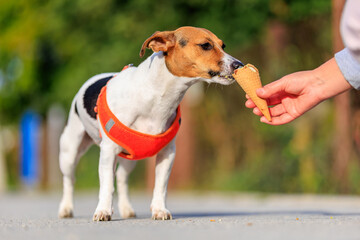 Cute Jack Russell Terrier dog eats ice cream on a walk in the park. Pet portrait with selective focus