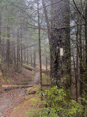 Obraz premium Foggy and Wet Weather Along the Appalachian Trail