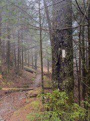 Foggy and Wet Weather Along the Appalachian Trail