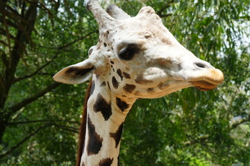 The giraffe (Giraffa camelopardalis) is a unique and majestic African mammal known for its exceptional height, long neck, distinctive coat pattern, and elegant appearance. |長頸鹿