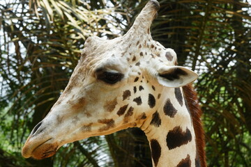 The giraffe (Giraffa camelopardalis) is a unique and majestic African mammal known for its exceptional height, long neck, distinctive coat pattern, and elegant appearance. |長頸鹿