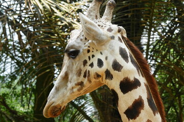 The giraffe (Giraffa camelopardalis) is a unique and majestic African mammal known for its exceptional height, long neck, distinctive coat pattern, and elegant appearance. |長頸鹿