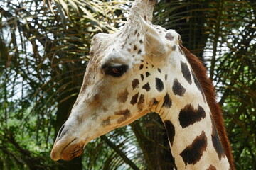 The giraffe (Giraffa camelopardalis) is a unique and majestic African mammal known for its exceptional height, long neck, distinctive coat pattern, and elegant appearance. |長頸鹿