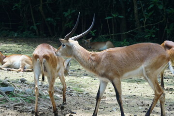 The waterbuck (Kobus ellipsiprymnus) is a large antelope found widely in sub-Saharan Africa.|水羚
