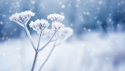 Winter Christmas background. Winter atmospheric landscape with frost-covered dry plants during snowfall. 