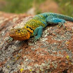 Close Up of Mountain Boomer Lizard
