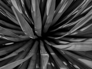 Close Up of Yucca Plant Base In Black And White