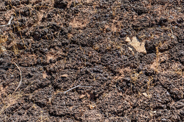 Fascinating biotic crust in an arid environment