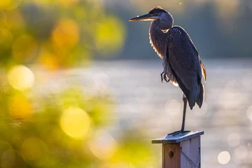 Foto op Plexiglas Great Blue Heron Standing on One Leg  © santinovchphoto.com