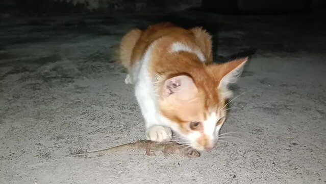 cats hunt a large lizard at night and the process of eating a lizard from whole to the end