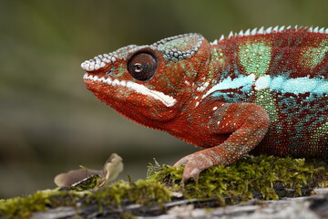 Adult male Ambilobe Panther Chameleon (Furcifer pardalis) on forest
