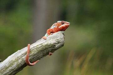 Adult male Ambilobe Panther Chameleon (Furcifer pardalis) on forest