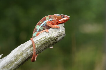 Adult male Ambilobe Panther Chameleon (Furcifer pardalis) on forest