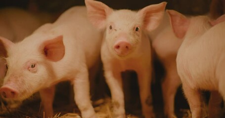 Pigs At Livestock Farm Young Newborn Piglets Agriculture - Powered by Adobe