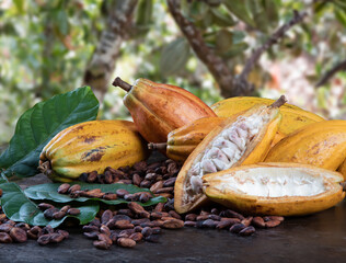 Cut cocoa fruits and raw cocoa beans with defocused cocoa plantation in the background.