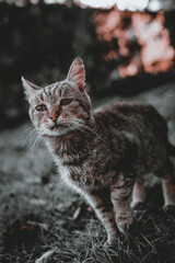 Obraz premium portrait of a cat