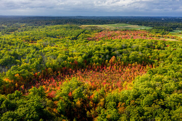 Fototapeta na wymiar Aerial image of a Massachusetts red maple swamp in autumn