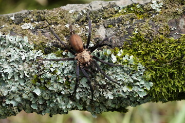 Linothele is a genus of South American curtain web spiders that was first described by Ferdinand Karsch in 1879