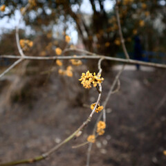 Baum Blüten Makroaufnahme