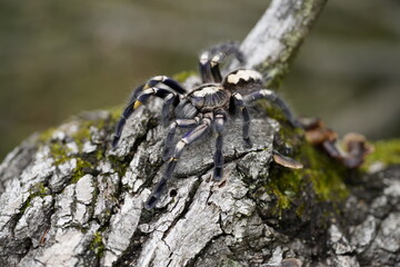 Poecilotheria metallica, also known as the peacock tarantula, Sklípkan kovolesklý, tarantule paví. Macro, close up detail.