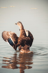 mantova lago animali papere anatre natura 