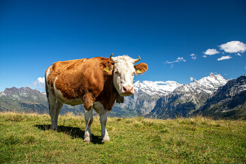 Fototapeta na wymiar cow in the mountains, portrait of a cow with snowy mountains in the background