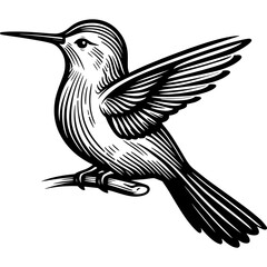 Bird colibri icon hand drawn vector design illustration