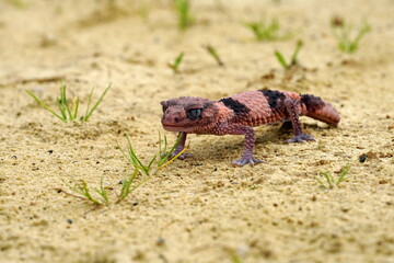 Nephrurus wheeleri, also known commonly as the banded knob-tailed gecko, the southern banded knob-tailed gecko, and Wheeler's knob-tailed gecko. The species is endemic to Australia