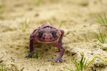 Nephrurus wheeleri, also known commonly as the banded knob-tailed gecko, the southern banded knob-tailed gecko, and Wheeler's knob-tailed gecko. The species is endemic to Australia