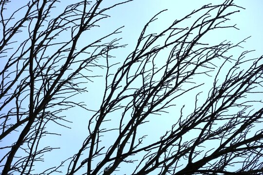 Bare branches of trees against the blue sky, winter without snow January