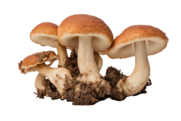a high quality stock photograph of big fat fungus isolated on white background