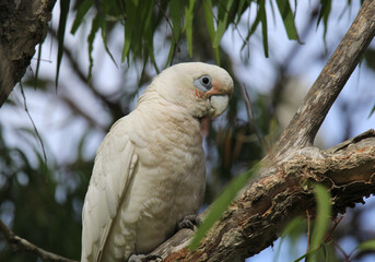 Little corella bird perched on a tree branch