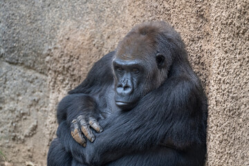 Adult Gorilla giving us the look