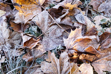 brown autumn leaves on the first frosty day close-up on a path in the park. Beautiful autumn, beautiful November park, warm winter.