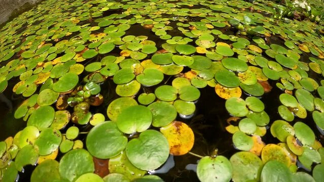 Amazon frogbit (Limnobium laevigatum) floating on water surface, showing round green leaves and long roots in a calm freshwater habitat.