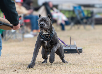 Cane Corso mastiff duing a weight pull challenge - obrazy, fototapety, plakaty