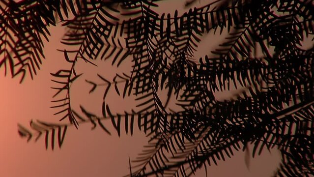 Tree Branches at Sunset in Chaco Province, Argentina. Close Up.
