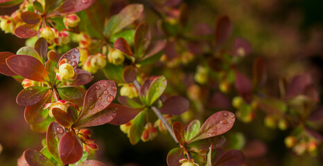 background banner with plants leaves and flowers