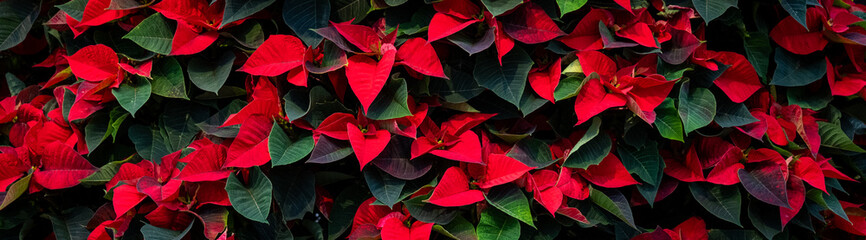 Closeup of a wall of classic red poinsettia plants as a Christmas nature background
