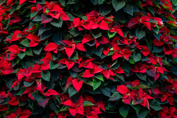 Closeup of a wall of classic red poinsettia plants as a Christmas nature background
